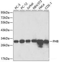 Western blot analysis of extracts of various cell lines using PHB Polyclonal Antibody at dilution of 1:1000.