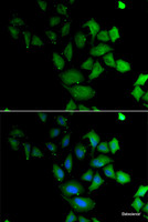 Immunofluorescence analysis of U2OS cells using PSG1 Polyclonal Antibody