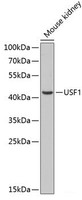 Western blot analysis of extracts of Mouse kidney using USF1 Polyclonal Antibody at dilution of 1:1000.
