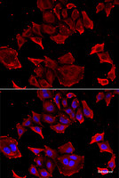 Immunofluorescence analysis of HeLa cells using TCAP Polyclonal Antibody