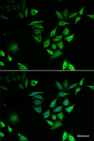 Immunofluorescence analysis of U2OS cells using NUTF2 Polyclonal Antibody