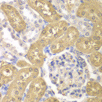 Immunohistochemistry of paraffin-embedded Rat kidney using AKR1A1 Polyclonal Antibody at dilution of 1:100 (40x lens) .