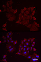 Immunofluorescence analysis of MCF7 cells using PANX1 Polyclonal Antibody