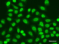 Immunofluorescence analysis of A549 cells using POLR2J Polyclonal Antibody