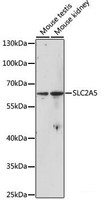 Western blot analysis of extracts of various cell lines using SLC2A5 Polyclonal Antibody at dilution of 1:1000.