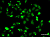 Immunofluorescence analysis of HeLa cells using C1S Polyclonal Antibody