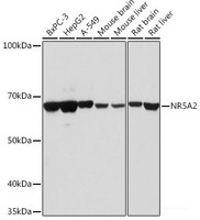 Western blot analysis of extracts of various cell lines using NR5A2 Polyclonal Antibody at dilution of 1:1000.