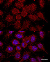Confocal immunofluorescence analysis of HeLa cells using RPL30 Polyclonal Antibody at dilution of 1:200. Blue: DAPI for nuclear staining.