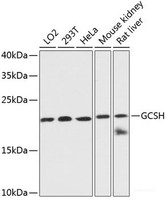 Western blot analysis of extracts of various cell lines using GCSH Polyclonal Antibody at dilution of 1:3000.