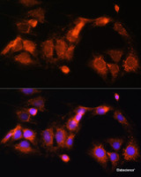 Immunofluorescence analysis of C6 cells using GCSH Polyclonal Antibody at dilution of 1:100 (40x lens) . Blue: DAPI for nuclear staining.