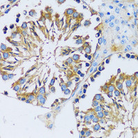 Immunohistochemistry of paraffin-embedded Mouse testis using CABP7 Polyclonal Antibody at dilution of 1:100 (40x lens) .
