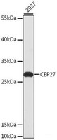 Western blot analysis of extracts of 293T cells using CEP27 Polyclonal Antibody at dilution of 1:3000.