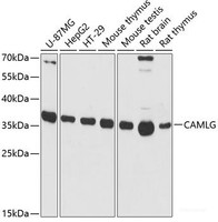 Western blot analysis of extracts of various cell lines using CAMLG Polyclonal Antibody at dilution of 1:3000.