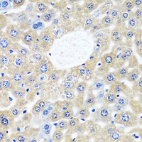 Immunohistochemistry of paraffin-embedded Mouse liver using CAMLG Polyclonal Antibody at dilution of 1:100 (40x lens) .