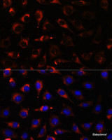 Immunofluorescence analysis of L929 cells using CYP17A1 Polyclonal Antibody at dilution of 1:100. Blue: DAPI for nuclear staining.