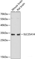 Western blot analysis of extracts of various cell lines using SLC25A14 Polyclonal Antibody at dilution of 1:3000.