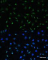 Immunofluorescence analysis of L929 cells using HSF1 Polyclonal Antibody at dilution of 1:100. Blue: DAPI for nuclear staining.