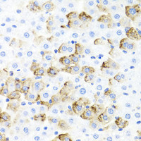 Immunohistochemistry of paraffin-embedded Rat liver using F3 Polyclonal Antibody at dilution of 1:100 (40x lens) .