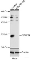 Western blot analysis of extracts from normal (control) and NDUFB4 knockout (KO) HeLa cells using NDUFB4 Polyclonal Antibody at dilution of 1:1000.