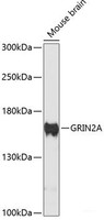 Western blot analysis of extracts of Mouse brain using GRIN2A Polyclonal Antibody at dilution of 1:3000.