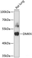 Western blot analysis of extracts of Rat ovary using DMKN Polyclonal Antibody at dilution of 1:3000.