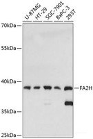 Western blot analysis of extracts of various cell lines using FA2H Polyclonal Antibody at dilution of 1:3000.