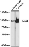 Western blot analysis of extracts of various cell lines using RASEF Polyclonal Antibody at dilution of 1:3000.