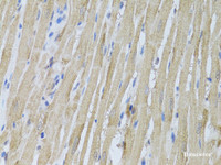 Immunohistochemistry of paraffin-embedded Rat heart using P2RY2 Polyclonal Antibody at dilution of 1:100 (40x lens) .