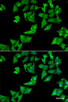 Immunofluorescence analysis of HeLa cells using AGA Polyclonal Antibody