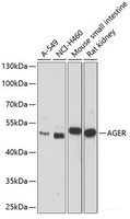 Western blot analysis of extracts of various cell lines using AGER Polyclonal Antibody at dilution of 1:1000.