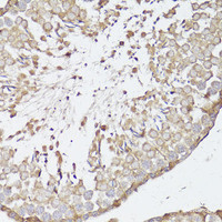 Immunohistochemistry of paraffin-embedded Rat testis using OPRK1 Polyclonal Antibody at dilution of 1:100 (40x lens) .