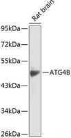 Western blot analysis of extracts of Rat brain using ATG4B Polyclonal Antibody at dilution of 1:1000.
