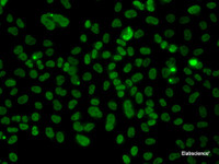 Immunofluorescence analysis of A549 cells using PLCXD2 Polyclonal Antibody