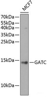 Western blot analysis of extracts of MCF7 cells using GATC Polyclonal Antibody at dilution of 1:1000.