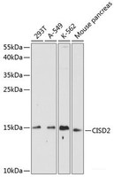 Western blot analysis of extracts of various cell lines using CISD2 Polyclonal Antibody at dilution of 1:1000.