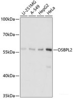 Western blot analysis of extracts of various cell lines using OSBPL2 Polyclonal Antibody at dilution of 1:1000.