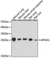 Western blot analysis of extracts of various cell lines using APOA1 Polyclonal Antibody at dilution of 1:1000.