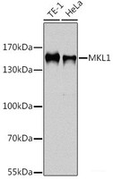 Western blot analysis of extracts of various cell lines using MKL1 Polyclonal Antibody at dilution of 1:1000.