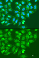 Immunofluorescence analysis of A549 cells using AMY2B Polyclonal Antibody