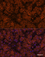 Immunofluorescence analysis of Human liver using HMGCS2 Polyclonal Antibody at dilution of 1:100 (40x lens) . Blue: DAPI for nuclear staining.