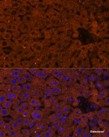 Immunofluorescence analysis of Mouse liver using HMGCS2 Polyclonal Antibody at dilution of 1:100 (40x lens) . Blue: DAPI for nuclear staining.
