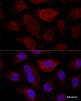 Confocal immunofluorescence analysis of HeLa cells using RPL21 Polyclonal Antibody at dilution of 1:200. Blue: DAPI for nuclear staining.