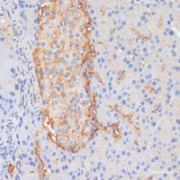 Immunohistochemistry of paraffin-embedded Rat pancreas using DLL1 Polyclonal Antibody at dilution of 1:100 (40x lens) .