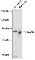 Western blot analysis of extracts of various cell lines using FBXO33 Polyclonal Antibody at dilution of 1:1000.