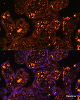 Immunofluorescence analysis of Human placenta using LAIR2 Polyclonal Antibody at dilution of 1:100. Blue: DAPI for nuclear staining.