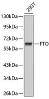 Western blot analysis of extracts of 293T cells using FTO Polyclonal Antibody.