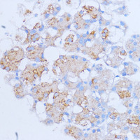 Immunohistochemistry of paraffin-embedded Rat pancreas using NME6 Polyclonal Antibody at dilution of 1:100 (40x lens) .