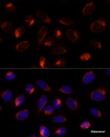 Immunofluorescence analysis of U-2 OS cells using TXNDC12 Polyclonal Antibody at dilution of 1:100 (40x lens) . Blue: DAPI for nuclear staining.