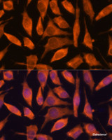 Immunofluorescence analysis of L929 cells using SCRN3 Polyclonal Antibody at dilution of 1:100. Blue: DAPI for nuclear staining.