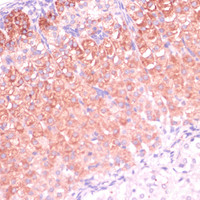 Immunohistochemistry of paraffin-embedded Mouse adrenal gland using CYP11B2 Polyclonal Antibody at dilution of 1:100 (40x lens) .